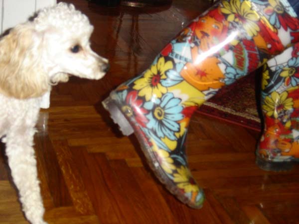 snezina kuca i Visnjina cizma